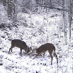 Deer: Boys will be Boys!