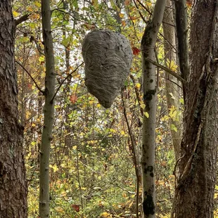 Geneva Hills - Hocking Hills Region