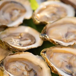 Fresh Oysters