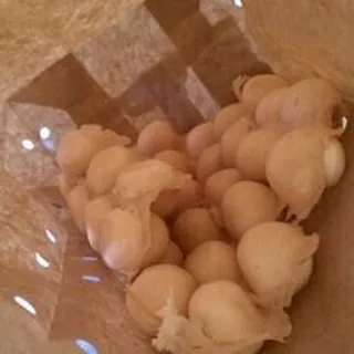 Original Vanilla Egg Puff