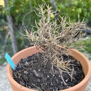 Like this plant, this restuarant is dead to me.