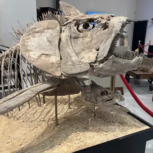 Fish fossil
