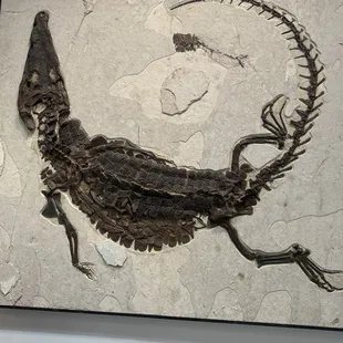 Fossil