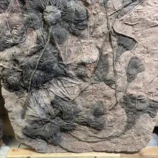 Fossil