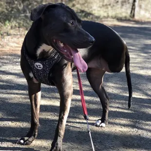 Speedy posing for a close-up.