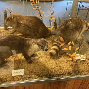 Amazing taxidermy inside reservation building