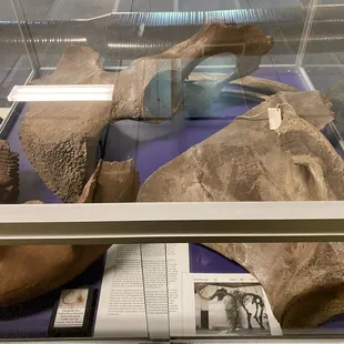 Mammoth bones!! Reservation building