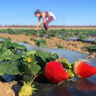 a woman picking strawberries