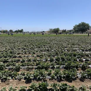 a field of strawberries