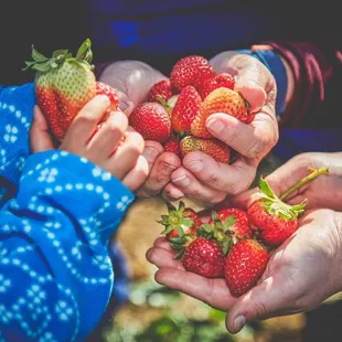 Freshly picked strawberries!
