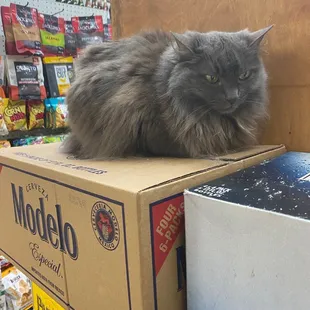 a cat sitting on a cardboard box
