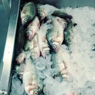 a bunch of fish on ice