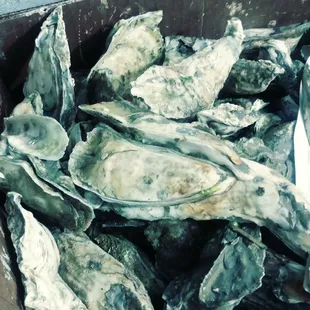 oysters and mussels, shellfish, oysters, mussels, food