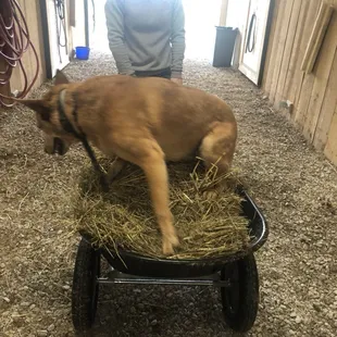 Dog assistance