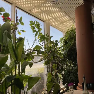 Part of the green house seating area