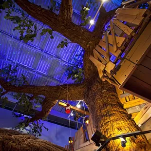 Indoor Treefort dining.