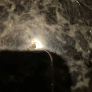 a bird perched on a rock