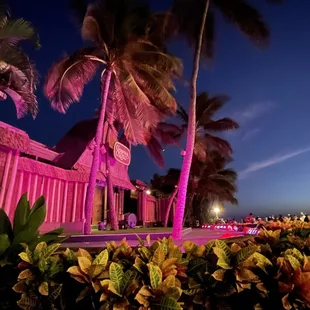 palm trees lit up at night