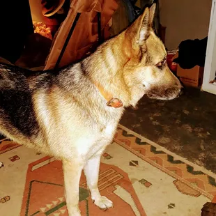 3 yr. Old, German Shepherd   name Willow, loving and loves kids, contact: billyemoore1025@gmail.com