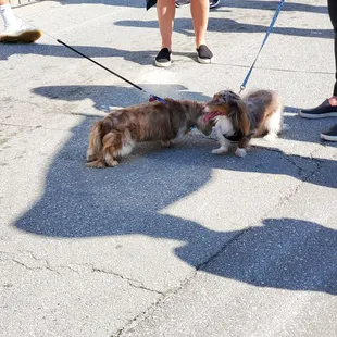 Dachshunds everywhere.