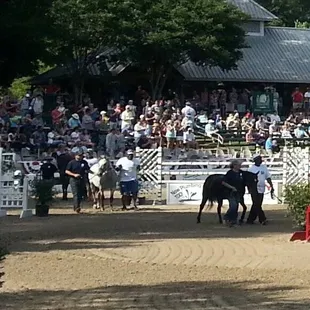 Clients of Alpha Omega Veterans Services leading horses at the Germantown Charity Horse Show with Southern Reins Center for Equine Therapy