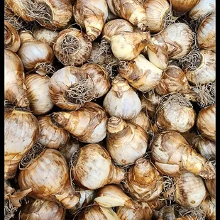 a close up of a pile of onions