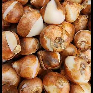 a large pile of onions