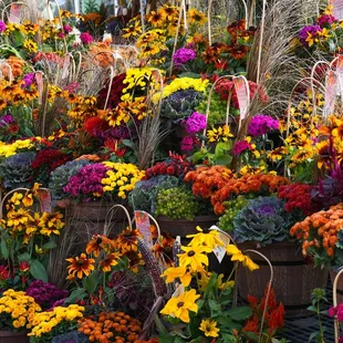 a variety of colorful flowers and plants