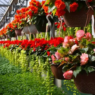 hanging baskets of flowers in a greenhouse