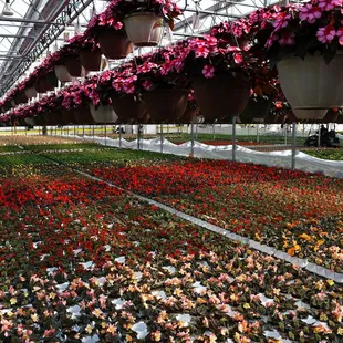 the inside of a large greenhouse