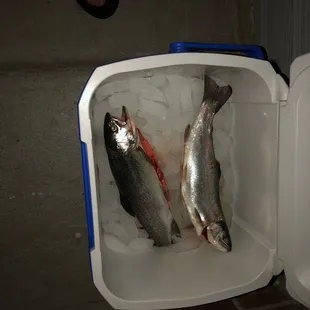 We caught more, but only kept two. Aren&apos;t they beautiful and yummy?