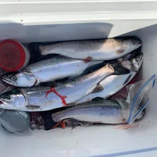 good mix of Folsom kings and rainbows 4/21