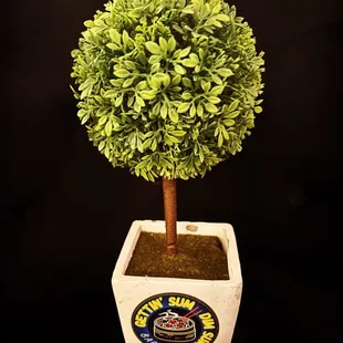  a small potted tree