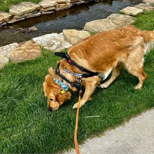 Pleasant little water feature running through the park