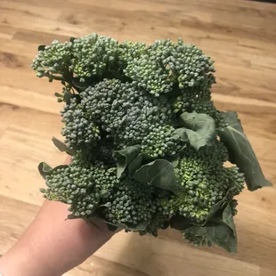Broccolini
