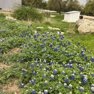 Tons of bluebonnets in the spring