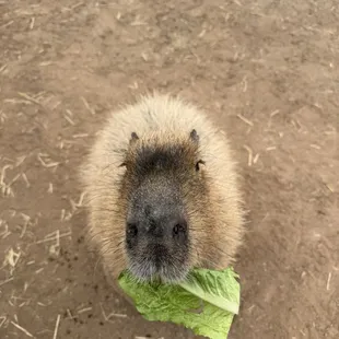 sweet capybara