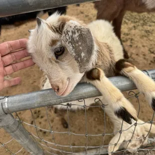 Sweet baby goat