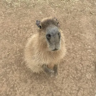 Capybara.  Private tour!