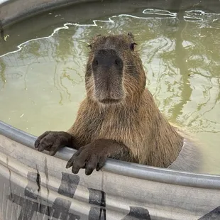 Capybara