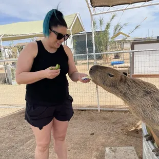 Feeding the capybaras