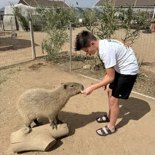 Feeding Capybaras