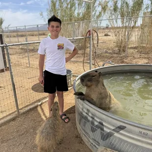 Capybaras keeping cool in the pool