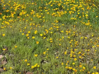 Picacho Peak State Park
