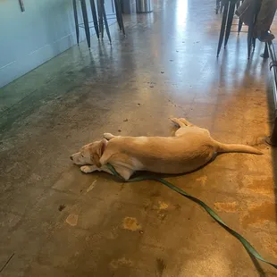 Pet friendly INSIDE too!