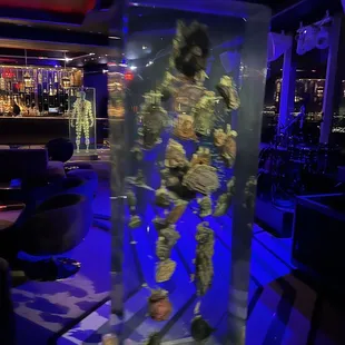 a skeleton in a glass case
