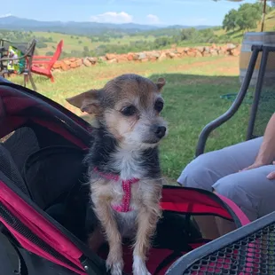 They're dog friendly too!!!!