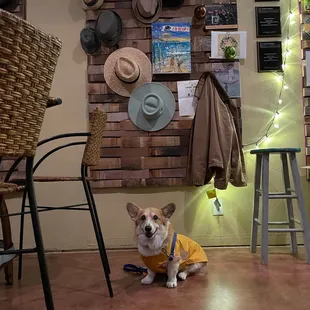 Dog-Friendly ! (#AquaCorgWineryTour on IG)