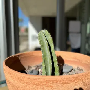 a cactus in a clay pot