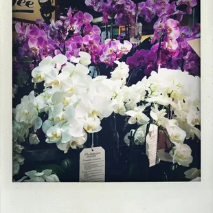 Love when they have Orchids!